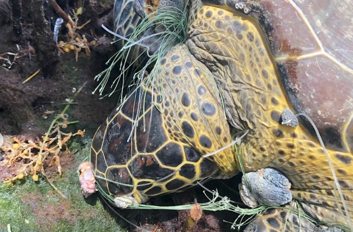 Discarded, lost, or abandoned fishing nets — referred to as ghost nets — are "one of the most damaging types of plastic pollution."