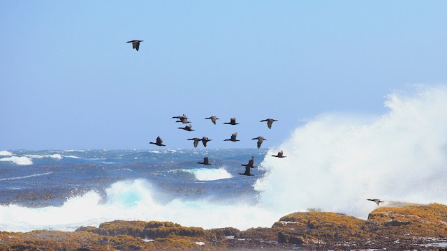 To best protect the wildlife, they have called for "careful monitoring" of the seabird populations.