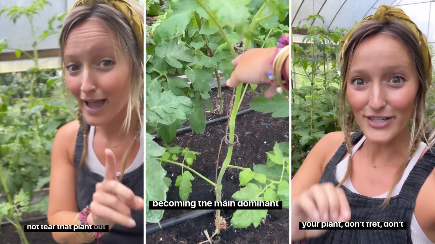 Usually, when you prune a tomato plant, you want to remove the suckers.