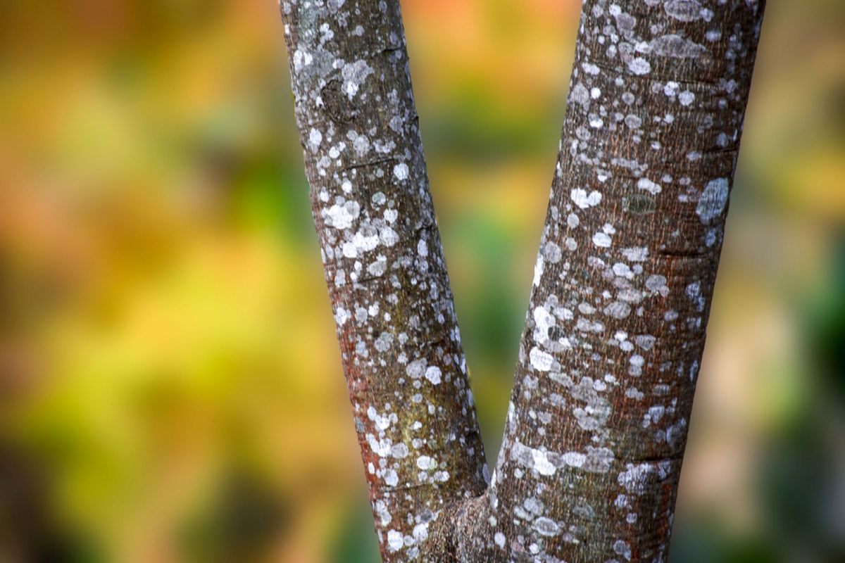 "You can't assume that a tree is dead, especially in the dead of winter."