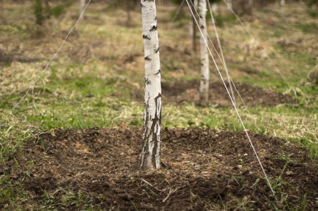 "I apologized to my tree over and over!"