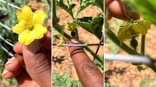 This simple hack can be a game changer for home gardeners struggling to grow their own produce.