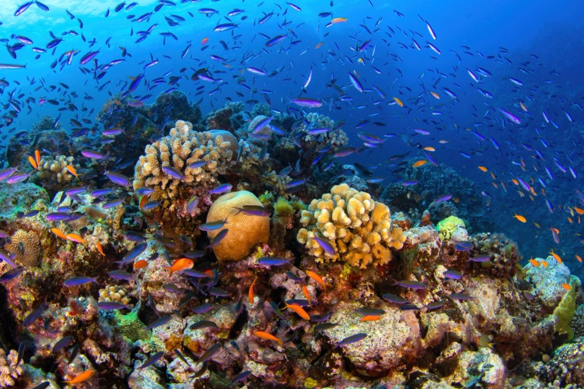 Bleached corals are at risk for starvation and disease.