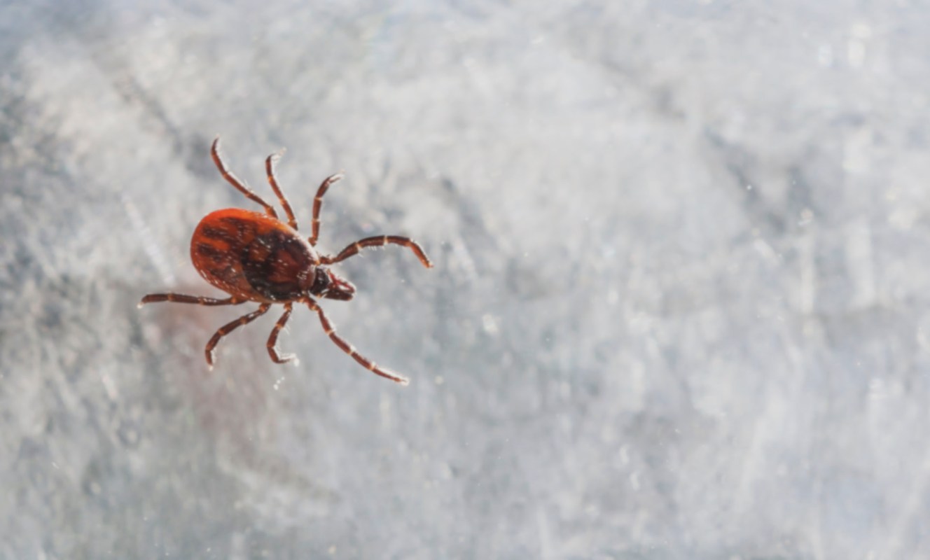 If untreated, Lyme disease can cause joint, cardiovascular, and neurological problems, according to the CDC.