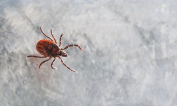 If untreated, Lyme disease can cause joint, cardiovascular, and neurological problems, according to the CDC.