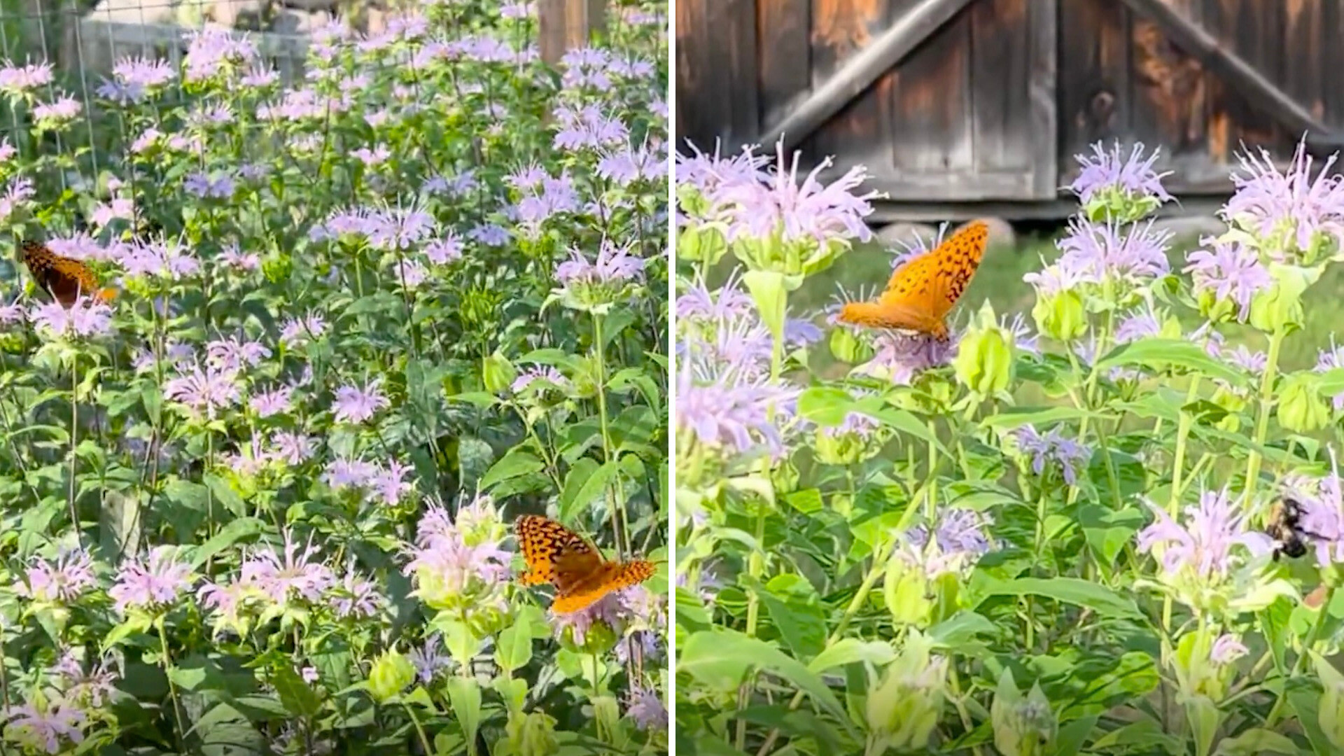 "The pollinators told all of their friends about the pot of gold they found!"