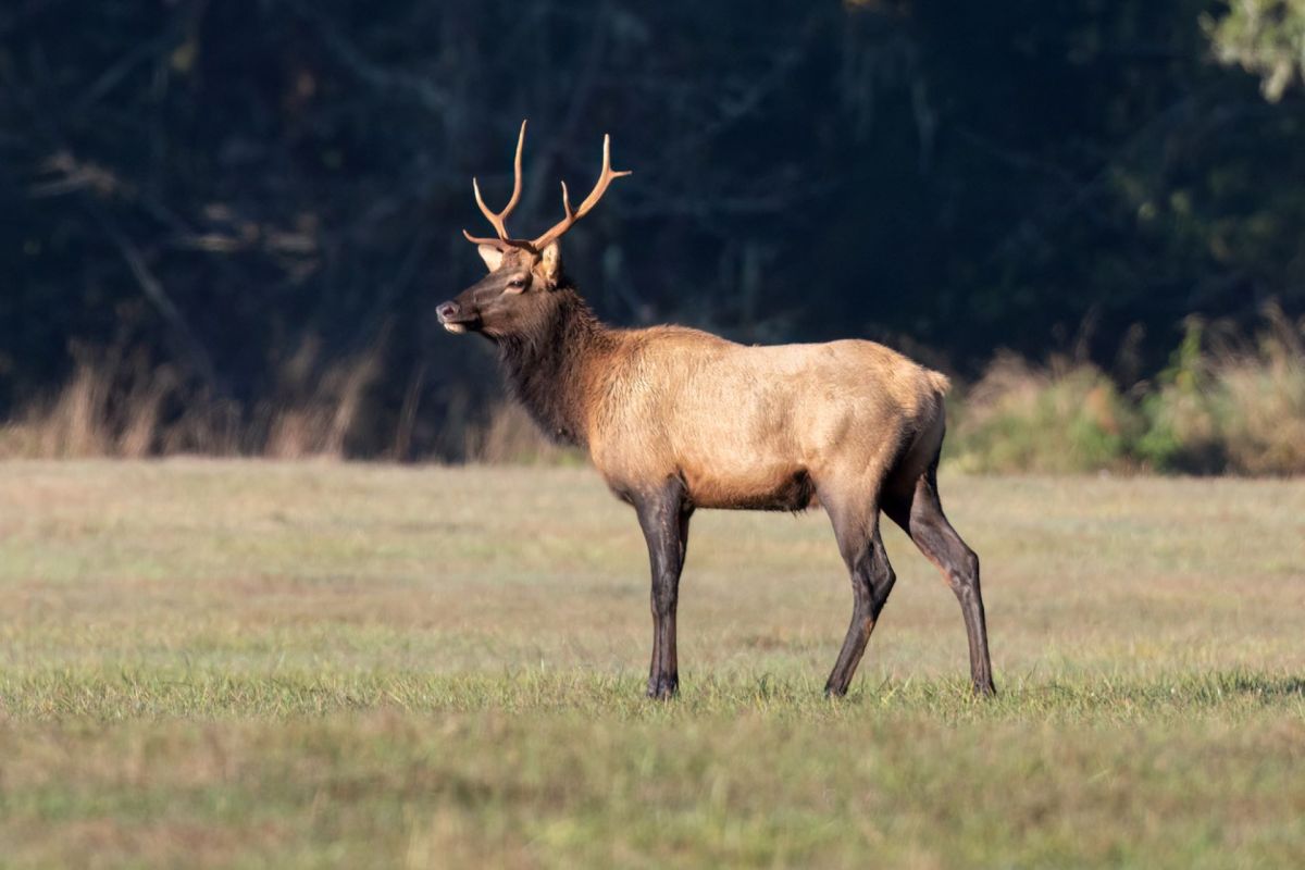 The elk, named after former President Theodore Roosevelt, are the largest in North America.