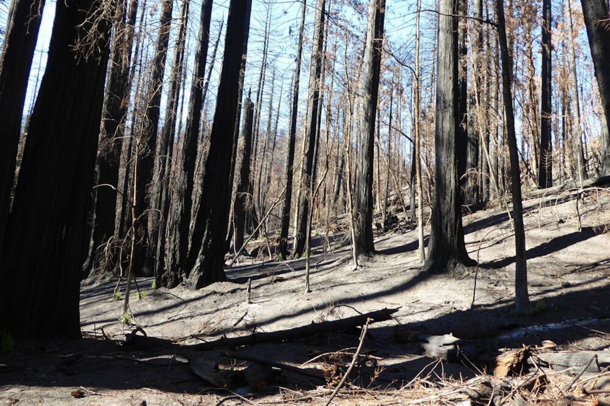 "All these trees are brown; they have no green foliage."