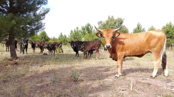 The resulting species is being called tauros, though many are simply calling it aurochs.