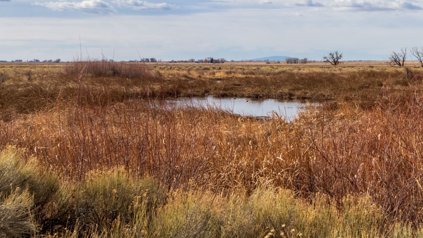 The U.S. Geological Survey says that wetlands are important because they provide a habitat for plants and animals that don’t live elsewhere.