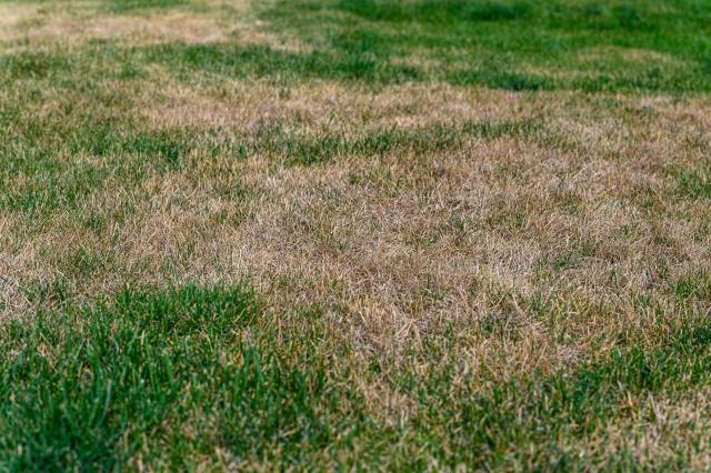 "The HOA can get in trouble for making you water."