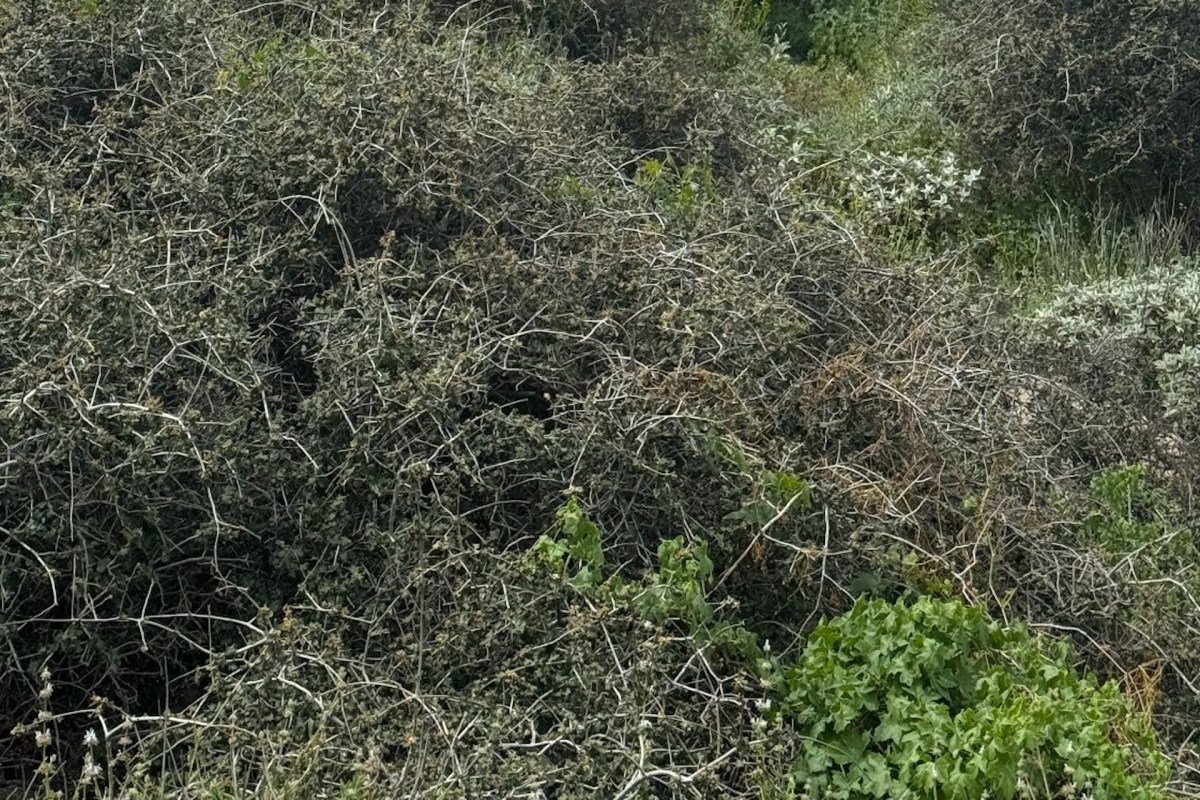 The calls to protect the Jurupa Oak are ongoing, with local scientists, conservationists, and residents advocating for stronger measures.