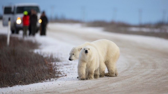 "Getting a better sense of polar bears’ movements is really crucial, particularly given the state of their environment at this point."