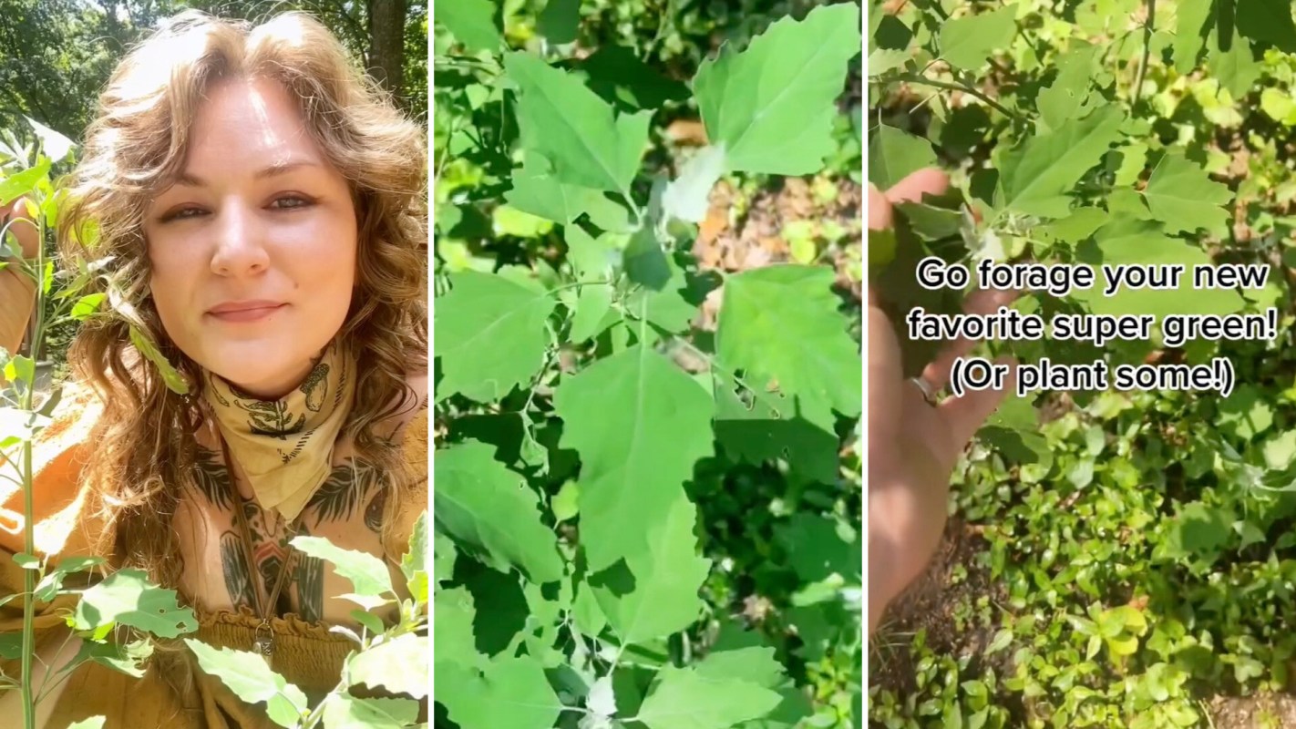 "This is my absolute favorite wild edible."