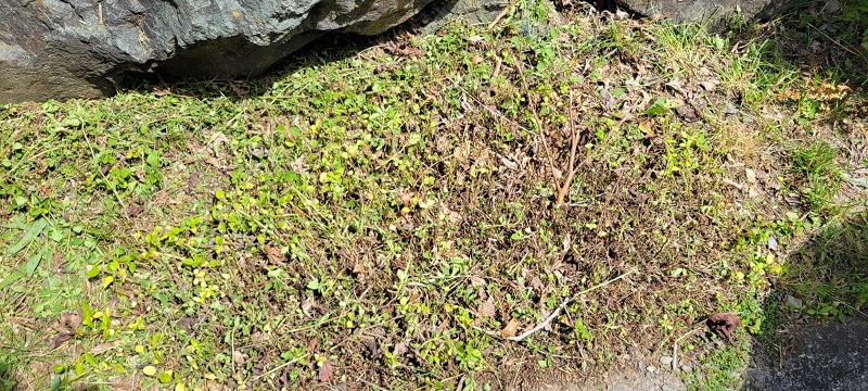 "New neighbor cut down my wildflower garden on my yard."