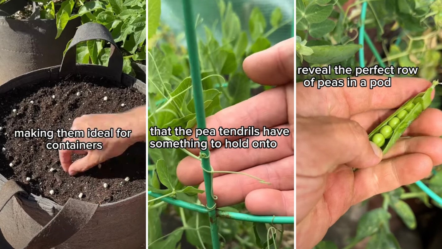 This video shows us that growing fresh produce can be done easily and cheaply.