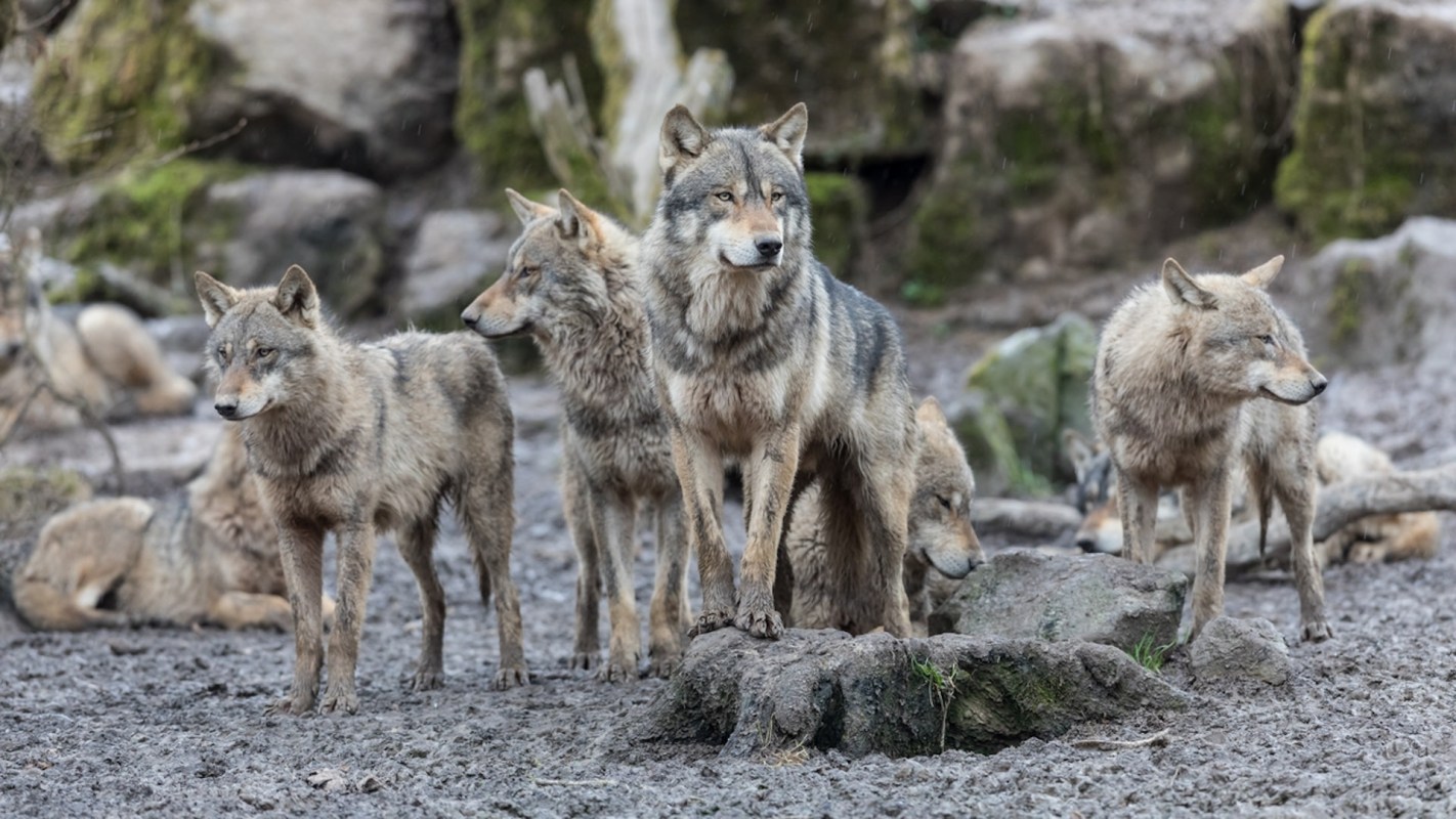 "It’s so exciting to be witnessing the early days of wolves' return to Colorado."