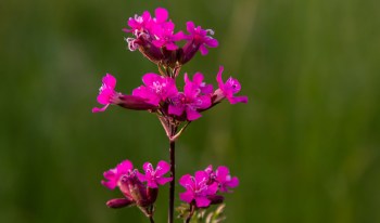 "We were blown away by the willingness of so many people and organisations to help us count the number of plants up in the crags."