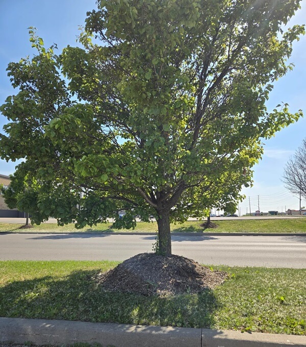 Mulch volcanoes are a pervasive and popular landscaping trend in which mulch is piled up and packed tight around the base of a tree, forming a volcano-like cone.