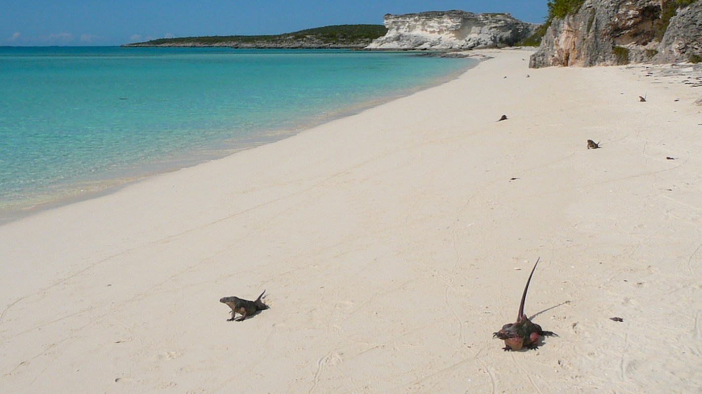 The decline of these creatures proves the kind of damage invasive species can do.