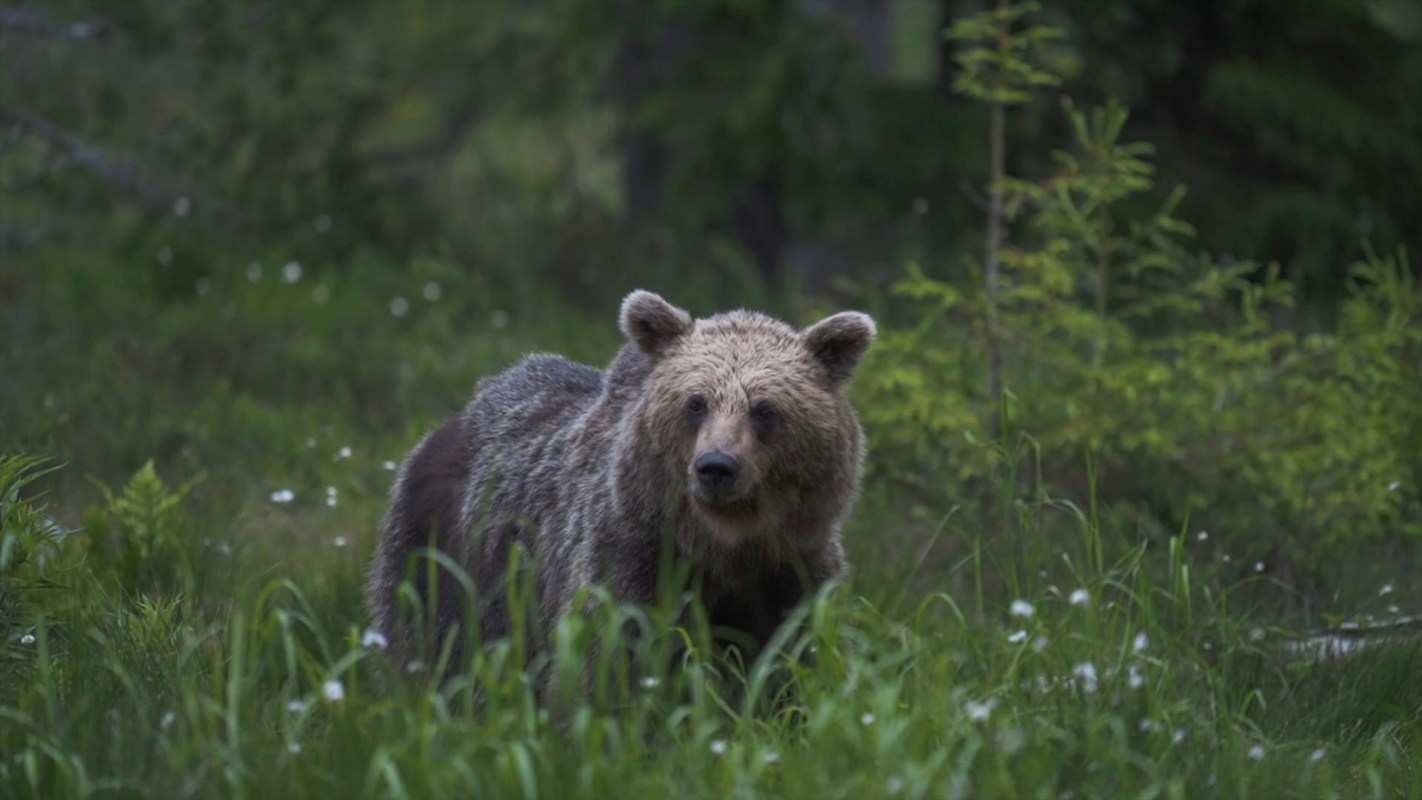 "There are those within the hunting community that are concerned about too many bears being killed off."