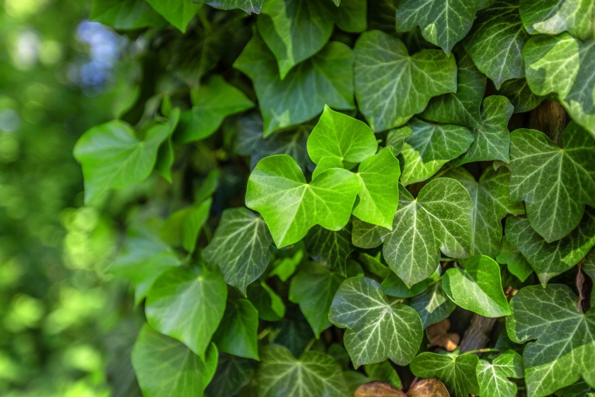 "English ivy is ridiculously invasive and actively destroys native ecosystems it grows in."