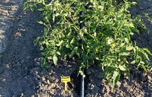 Widespread droughts, in particular, have made it difficult or near impossible to grow many types of crops in areas where they have long thrived.