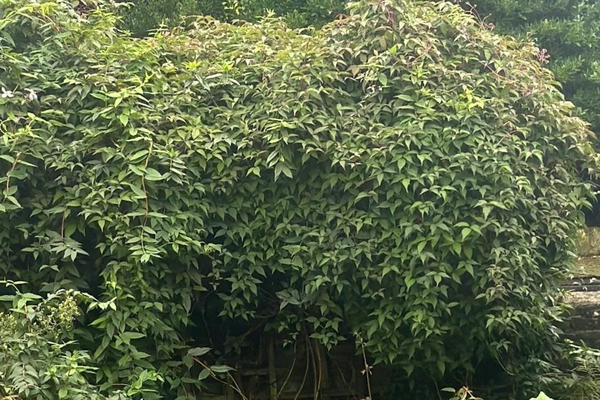 "I woke up one morning, looked out, and our front garden was being paved."