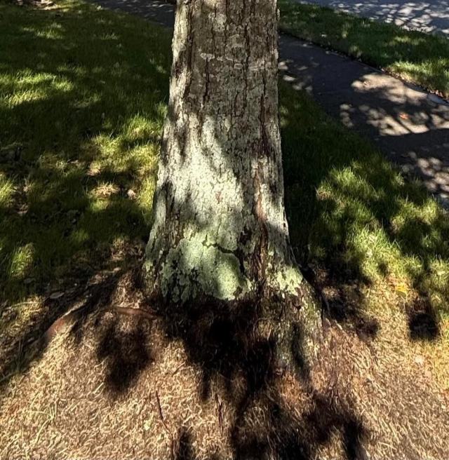 "This ... issue will absolutely end up killing the tree if unaddressed."