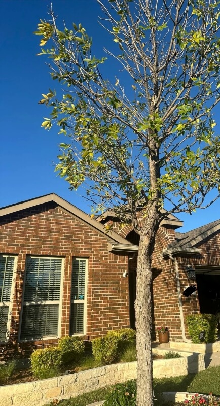 "You are basically smothering the tree."