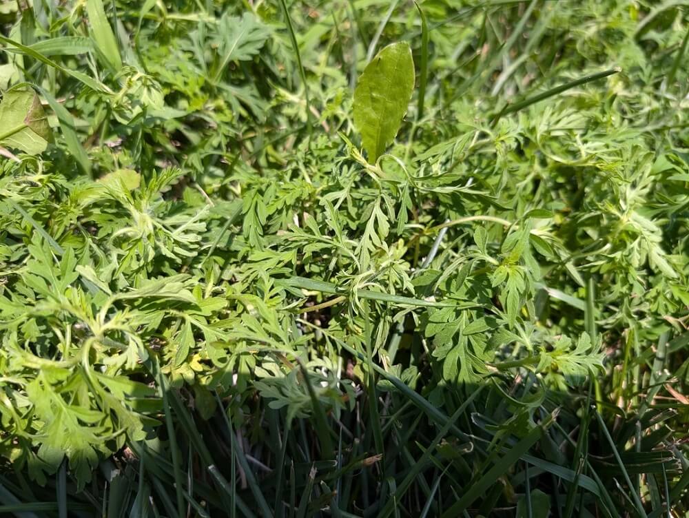 While many HOAs still require traditional grass lawns, native plant landscaping is a more practical solution for busy homeowners.