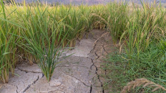 This discovery could go a long way toward bolstering food security.