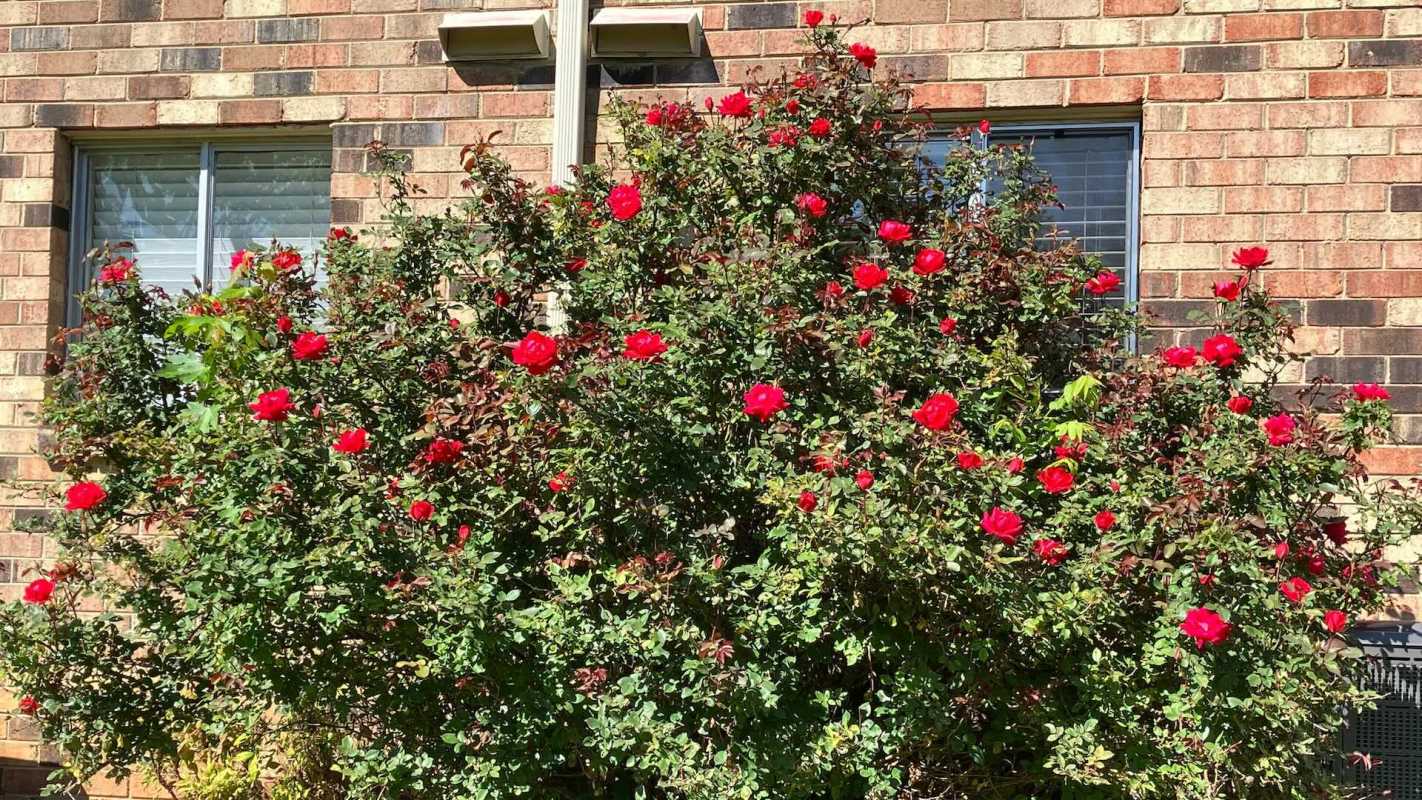 A rose bush outside of a building