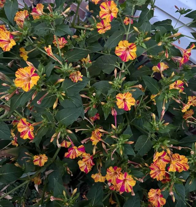 While the blossoms appear beautiful, their behavior isn't.