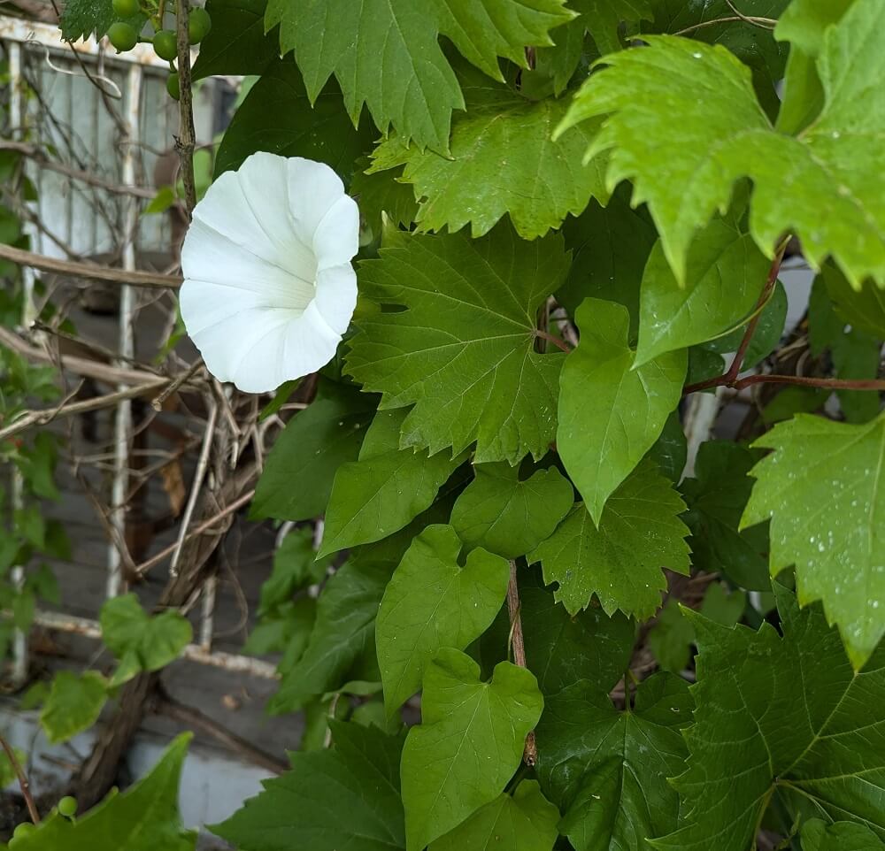 "I am finally trying to deal with the jungle outside my front porch."