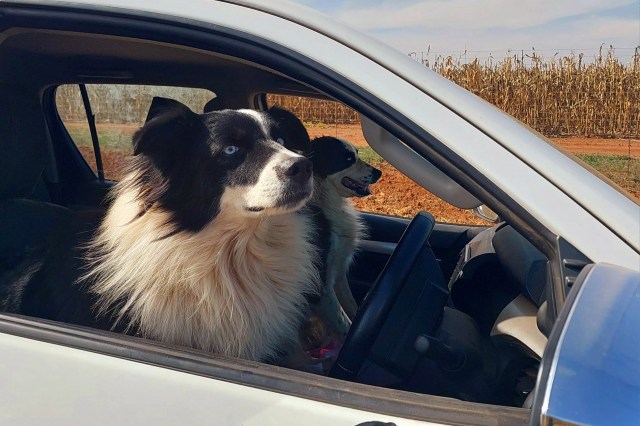 "Without his keen sense of smell, we would spend countless hours searching for the injured animal while its life hangs in the balance."