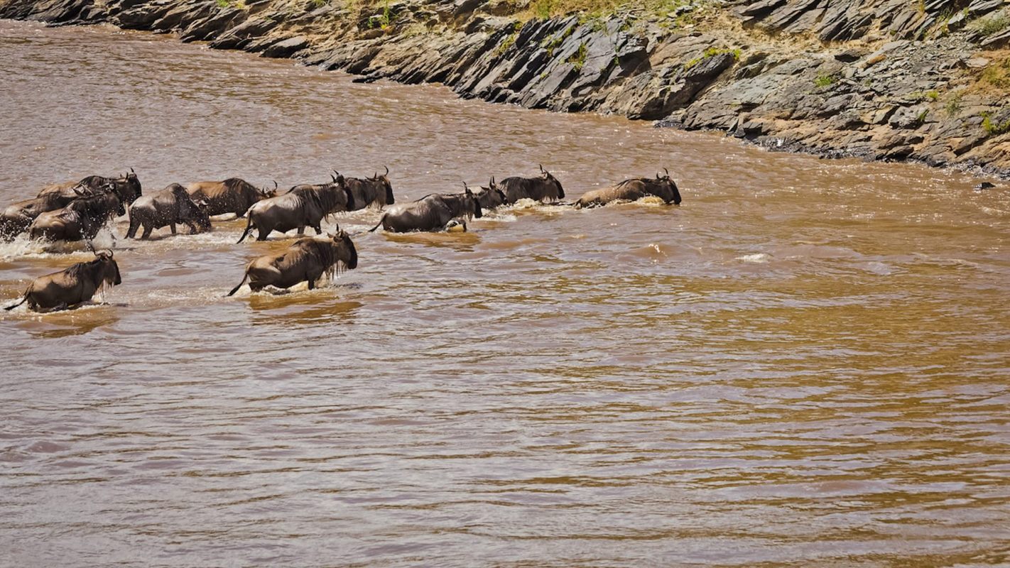 In the mid to long term, the extreme weather events also lead to an accumulation of young grass, which disrupts the diet of many species during the migration.
