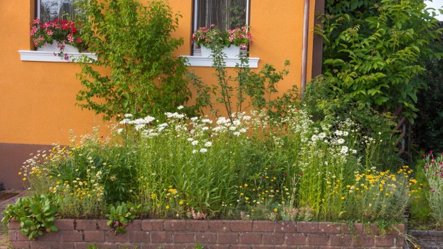 "Find out if any plant species were protected ..."