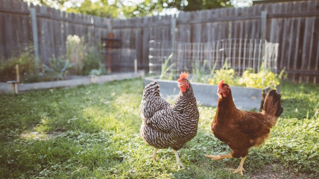 "Unfortunately, the HOA can honestly enforce any rules it seems 'beneficial' to the community."