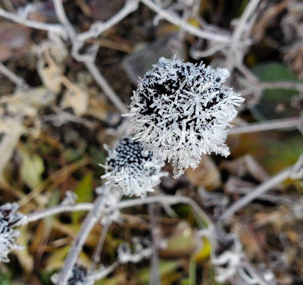 "Learning about native plants has actually done a lot for my winter depression."
