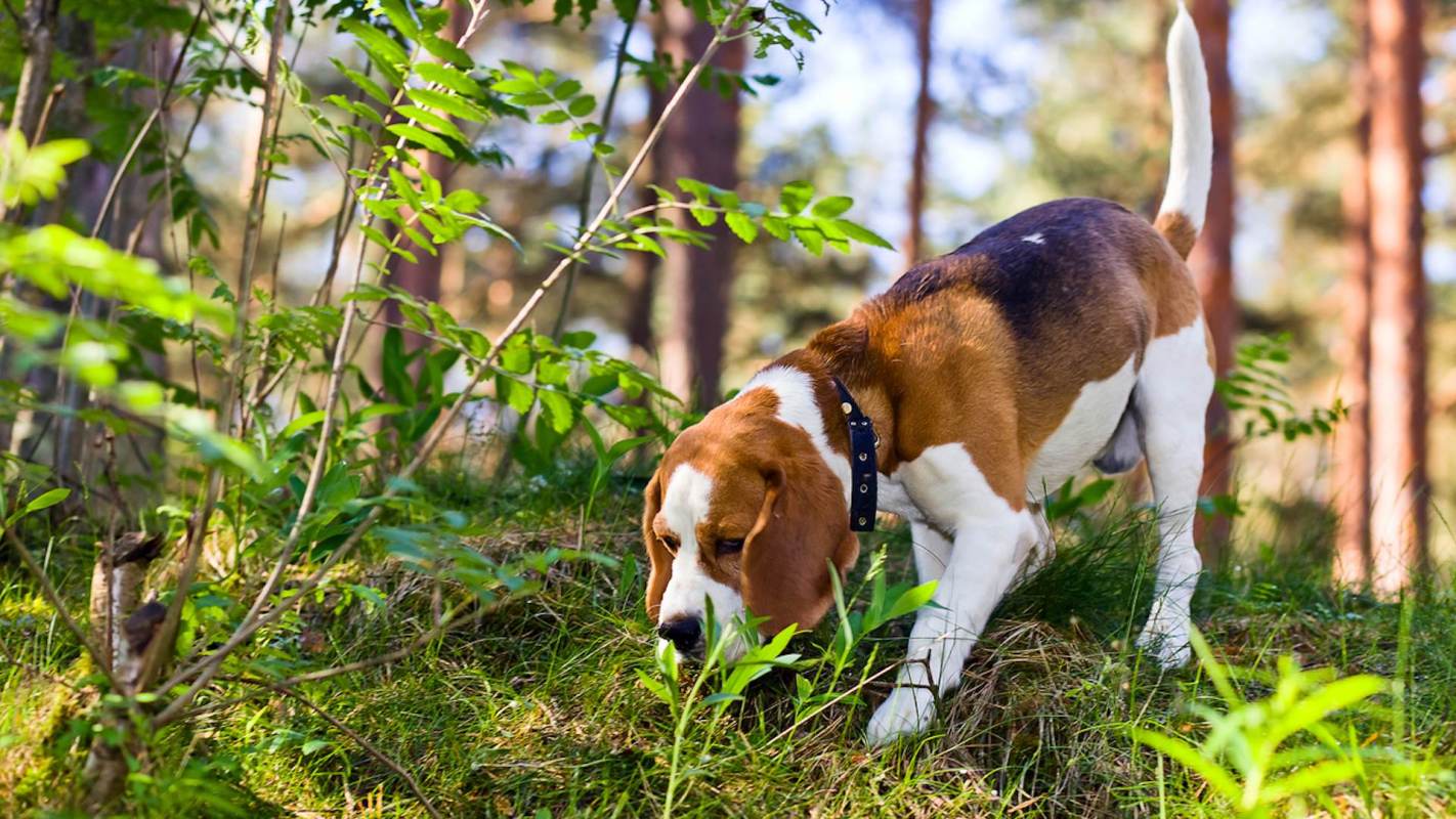 The dogs excelled in complex forest environments.