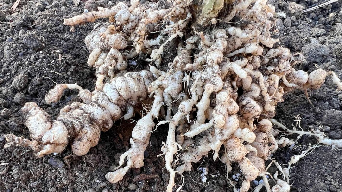 "These findings not only enhance our understanding of the plant-parasite interaction but also open up new avenues for developing innovative strategies."