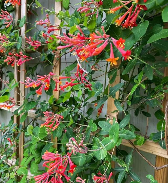 'Your garden is beautiful.'
