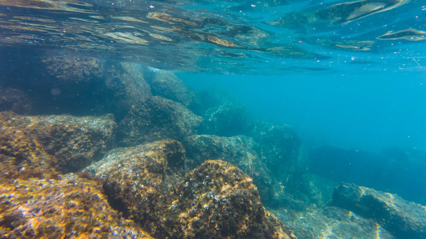 "There is an urgent need to better understand our deep-sea biodiversity."