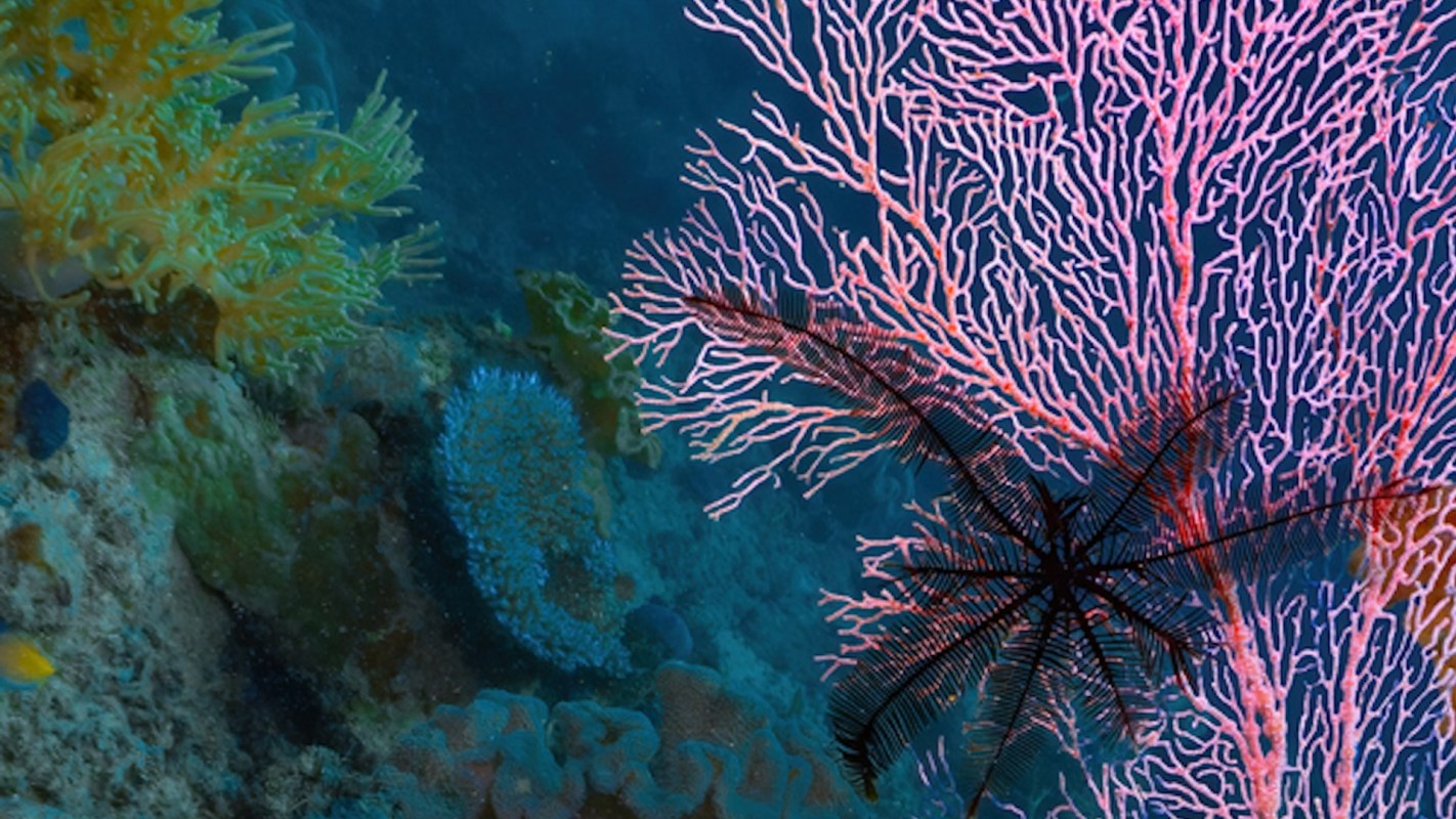 Fish populations are being significantly affected, with some areas experiencing shifts in species diversity.