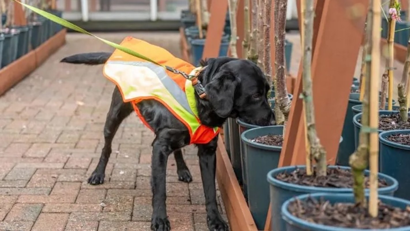 This innovative approach may inspire a new role for detection dogs in preserving ecosystem health and maintaining balance in nature.