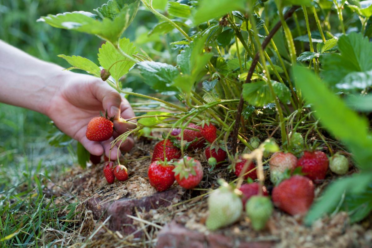 "It even put some of the farmers out of business."