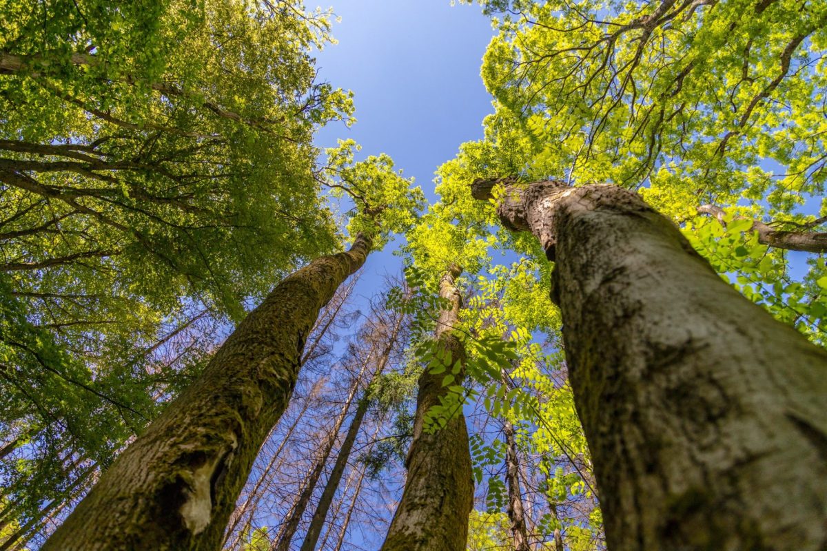 Conservationists need to act fast, though.