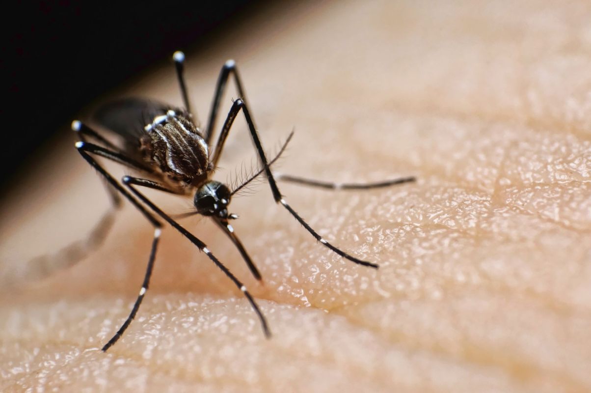 In the wake of such threats, governments and scientists are looking for ways to protect people from mosquito-borne diseases.