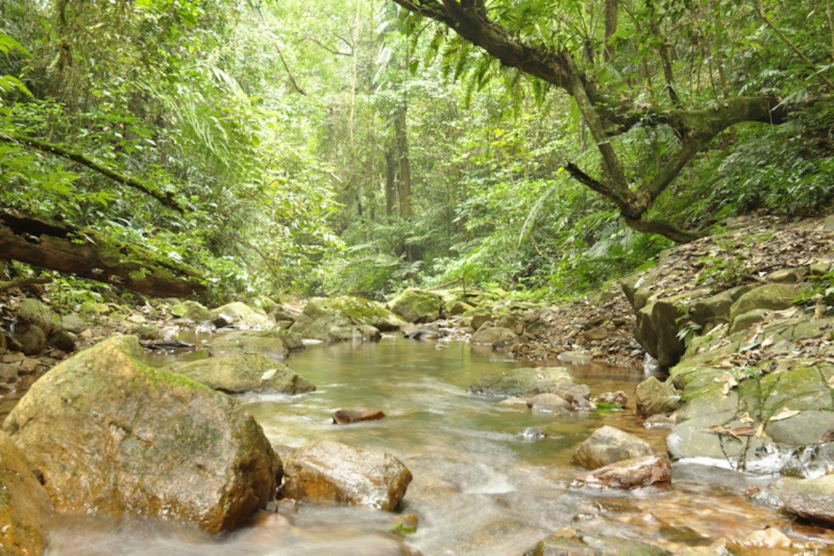 By developing nature reserves and practicing conservation, we can help protect endangered species.